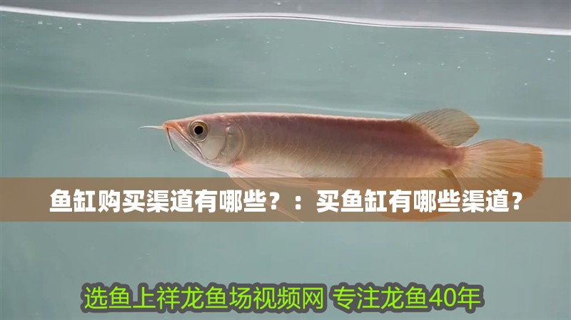 魚缸購買渠道有哪些？：買魚缸有哪些渠道？