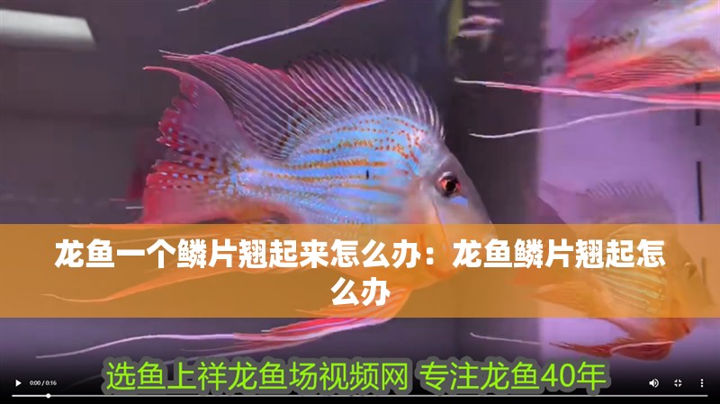 龍魚一個鱗片翹起來怎么辦：龍魚鱗片翹起怎么辦