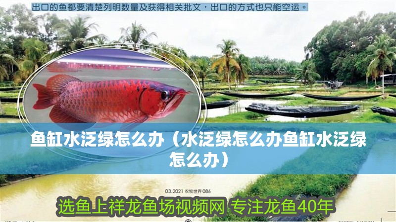 魚(yú)缸水泛綠怎么辦（水泛綠怎么辦魚(yú)缸水泛綠怎么辦）