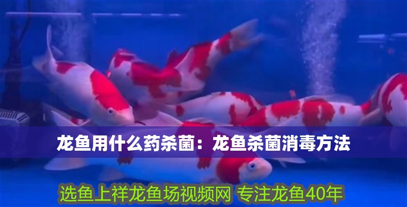 龍魚用什么藥殺菌：龍魚殺菌消毒方法