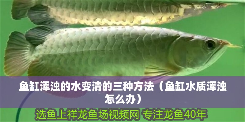 魚缸渾濁的水變清的三種方法（魚缸水質渾濁怎么辦）