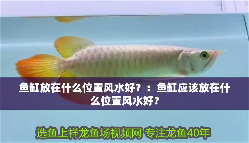 魚缸放在什么位置風(fēng)水好？：魚缸應(yīng)該放在什么位置風(fēng)水好？ 魚缸放在什么位置風(fēng)水好？：魚缸應(yīng)該放在什么位置風(fēng)水好？ 魚缸百科