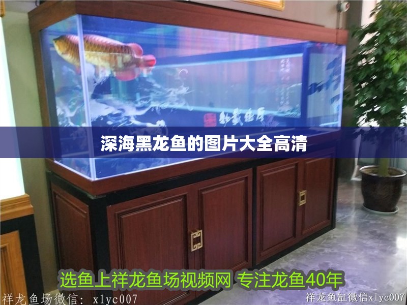 深海黑龍魚的圖片大全高清