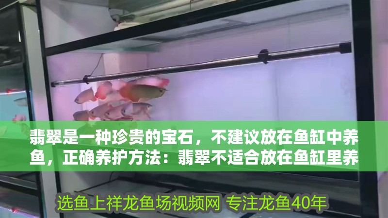 翡翠是一種珍貴的寶石，不建議放在魚缸中養(yǎng)魚，正確養(yǎng)護方法：翡翠不適合放在魚缸里養(yǎng)嗎？