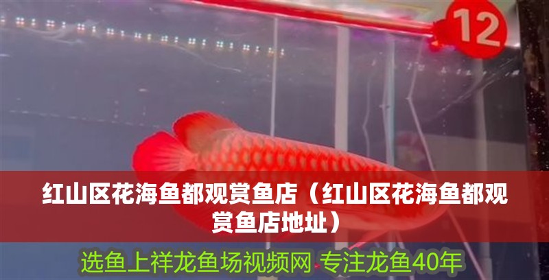 紅山區花海魚都觀賞魚店（紅山區花海魚都觀賞魚店地址）