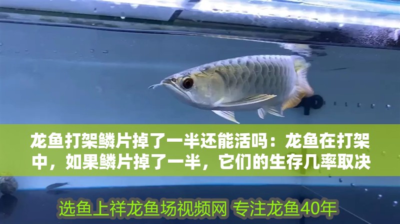 龍魚打架鱗片掉了一半還能活嗎：龍魚在打架中，如果鱗片掉了一半，它們的生存幾率取決于多種因素