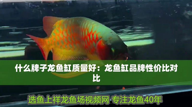 什么牌子龍魚缸質量好：龍魚缸品牌性價比對比