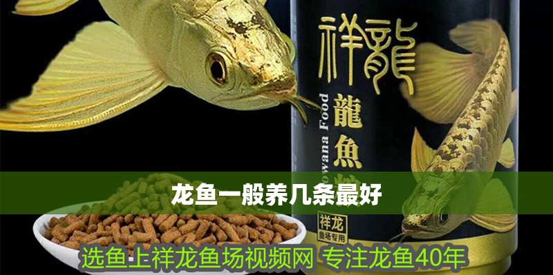 龍魚(yú)一般養(yǎng)幾條最好