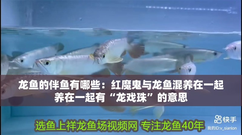龍魚的伴魚有哪些：紅魔鬼與龍魚混養在一起養在一起有“龍戲珠”的意思