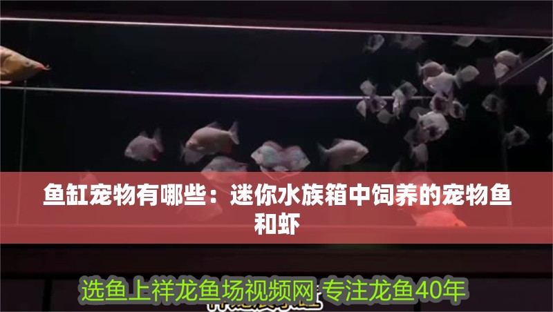 魚缸寵物有哪些：迷你水族箱中飼養的寵物魚和蝦