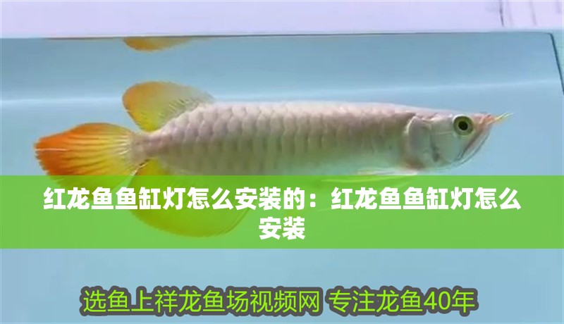 紅龍魚魚缸燈怎么安裝的：紅龍魚魚缸燈怎么安裝