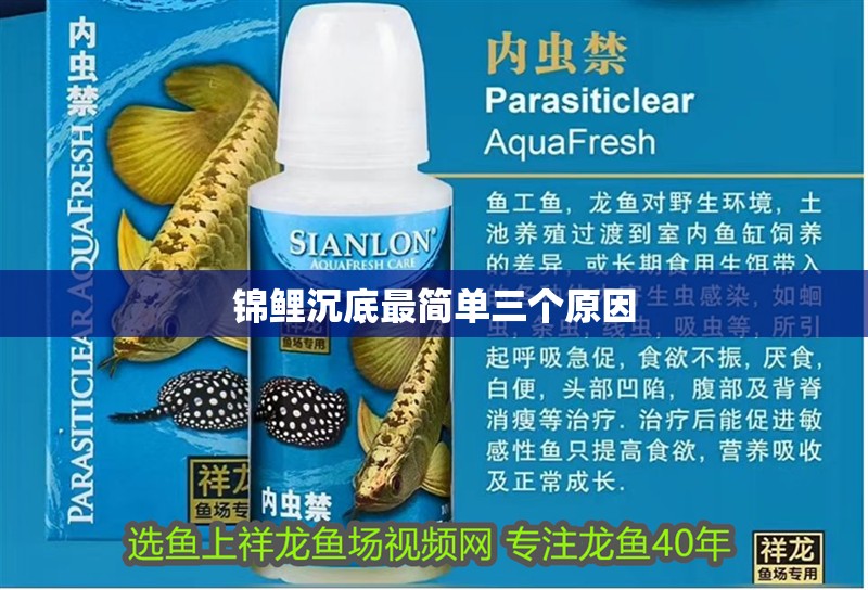 錦鯉沉底最簡單三個原因