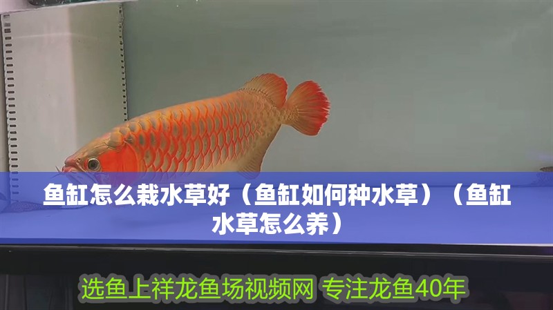 魚缸怎么栽水草好（魚缸如何種水草）（魚缸水草怎么養）