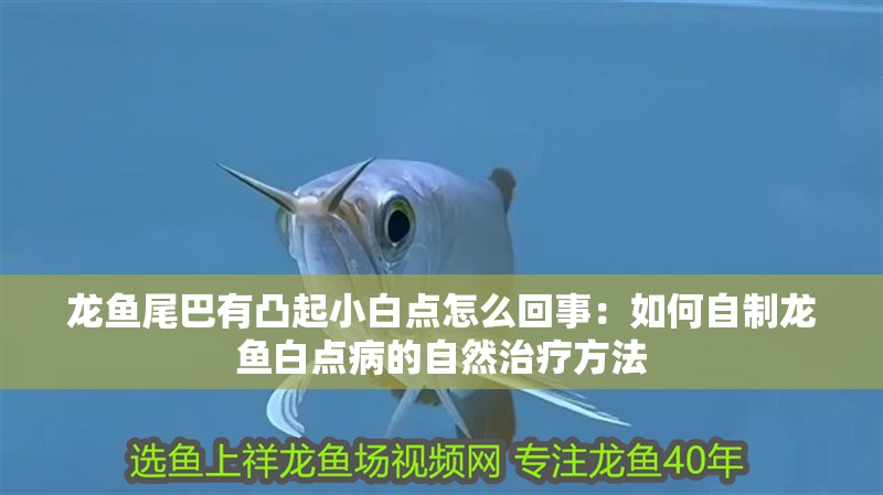 龍魚尾巴有凸起小白點怎么回事：如何自制龍魚白點病的自然治療方法