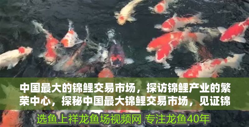 中國最大的錦鯉交易市場，探訪錦鯉產業的繁榮中心，探秘中國最大錦鯉交易市場，見證錦鯉產業的繁榮盛景