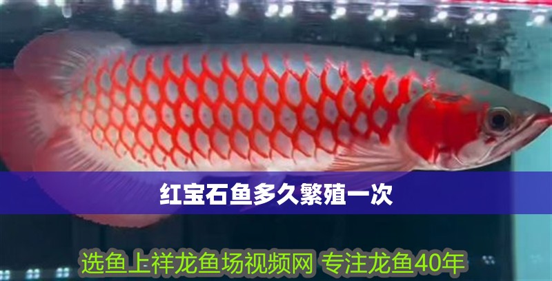 紅寶石魚多久繁殖一次