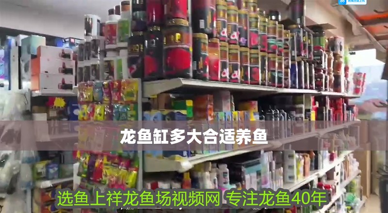 龍魚缸多大合適養魚