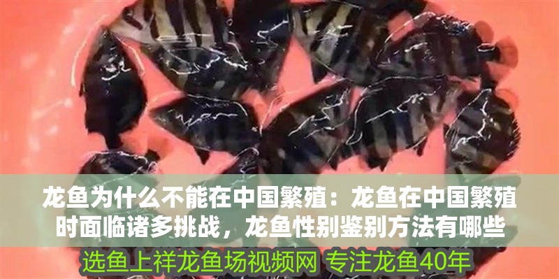龍魚為什么不能在中國繁殖：龍魚在中國繁殖時面臨諸多挑戰(zhàn)，龍魚性別鑒別方法有哪些