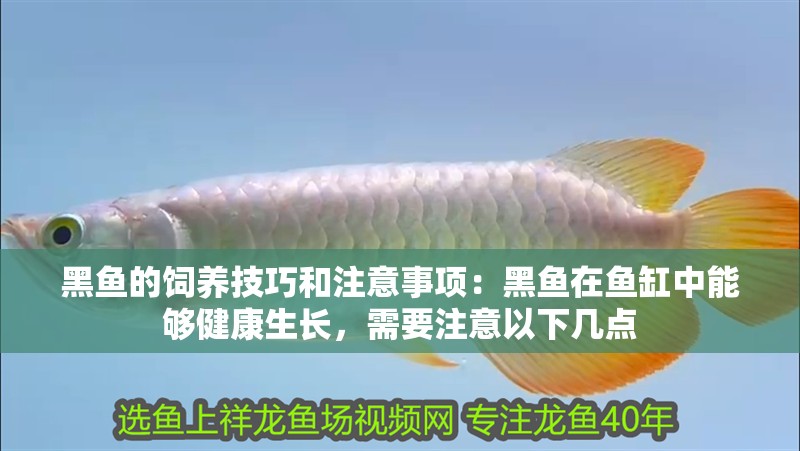 黑魚的飼養技巧和注意事項：黑魚在魚缸中能夠健康生長，需要注意以下幾點