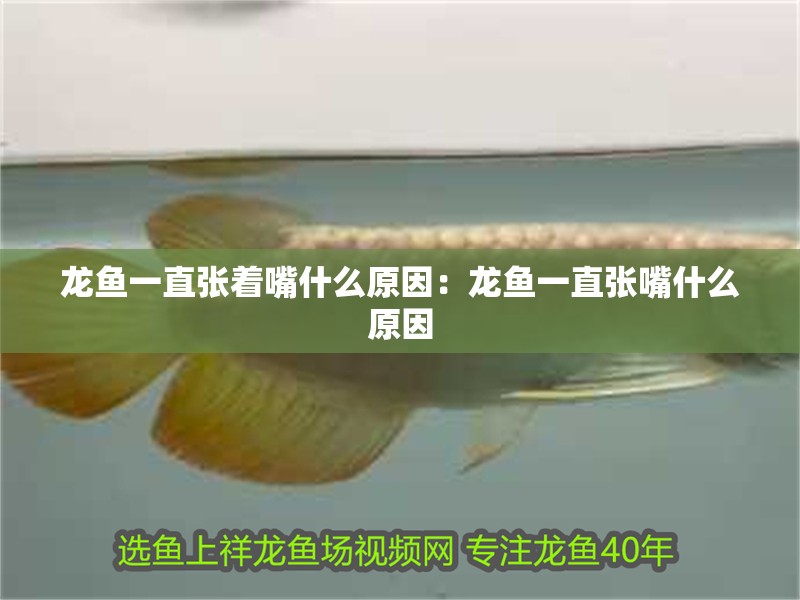 龍魚一直張著嘴什么原因：龍魚一直張嘴什么原因