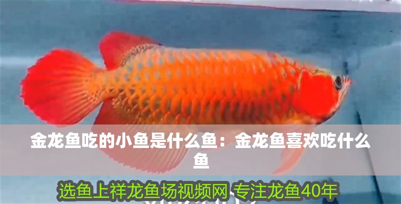 金龍魚吃的小魚是什么魚：金龍魚喜歡吃什么魚