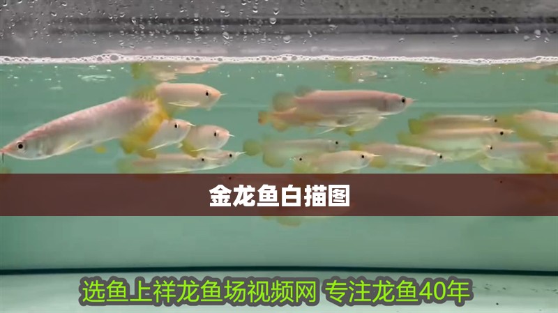 金龍魚白描圖 金龍魚白描圖 龍魚百科