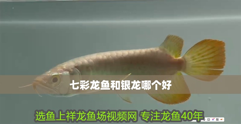 七彩龍魚和銀龍哪個好