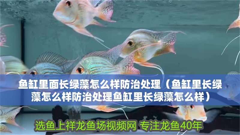 魚缸里面長綠藻怎么樣防治處理（魚缸里長綠藻怎么樣防治處理魚缸里長綠藻怎么樣）