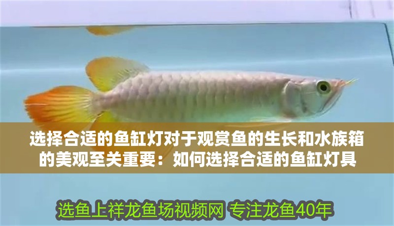 選擇合適的魚缸燈對于觀賞魚的生長和水族箱的美觀至關重要：如何選擇合適的魚缸燈具