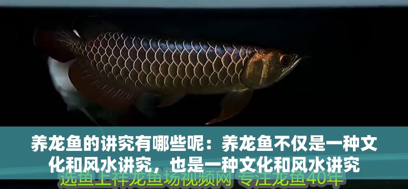 養(yǎng)龍魚的講究有哪些呢：養(yǎng)龍魚不僅是一種文化和風水講究，也是一種文化和風水講究