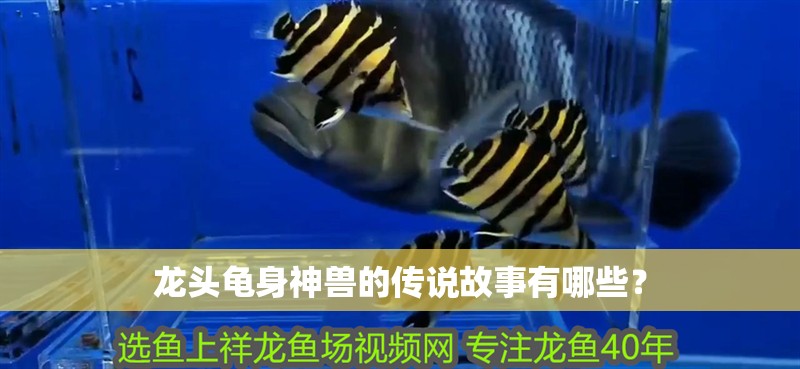 龍頭龜身神獸的傳說故事有哪些？