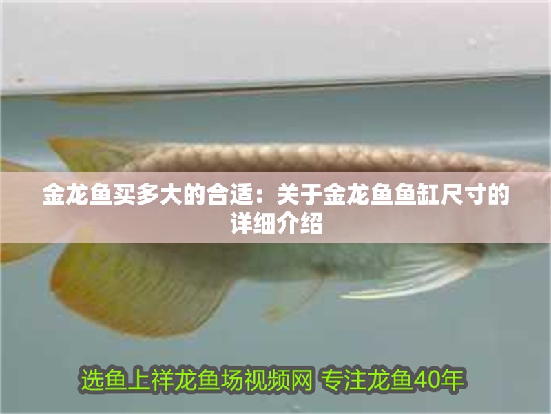 金龍魚買多大的合適：關于金龍魚魚缸尺寸的詳細介紹