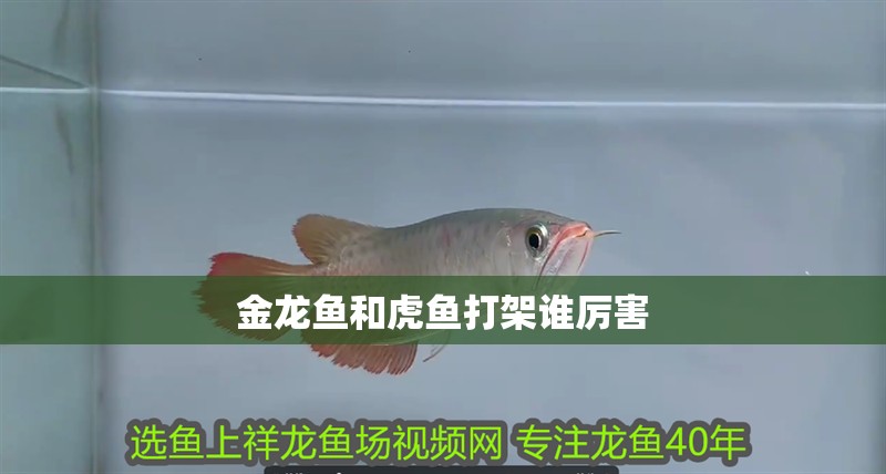金龍魚和虎魚打架誰厲害