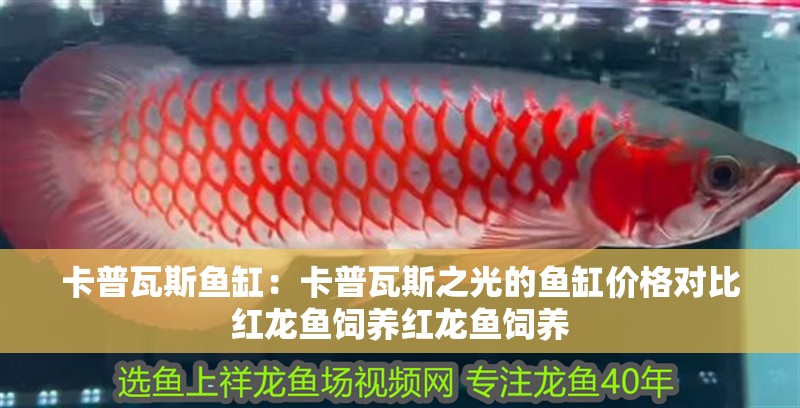 卡普瓦斯魚缸：卡普瓦斯之光的魚缸價格對比紅龍魚飼養紅龍魚飼養