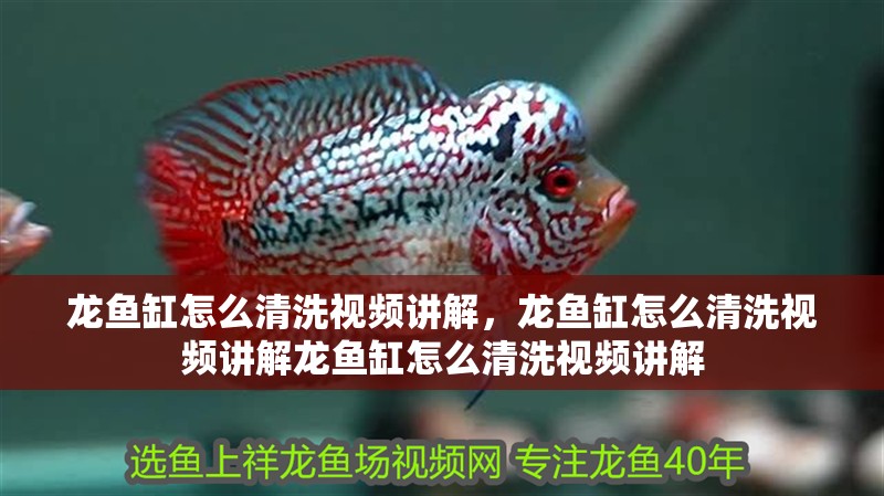 龍魚缸怎么清洗視頻講解，龍魚缸怎么清洗視頻講解龍魚缸怎么清洗視頻講解