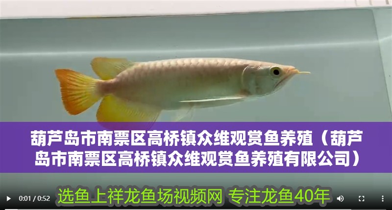 葫蘆島市<strong><mark>南票</mark></strong>區高橋鎮眾維觀賞魚養殖（葫蘆島市<strong><mark>南票</mark></strong>區高橋鎮眾維觀賞魚養殖有限公司）