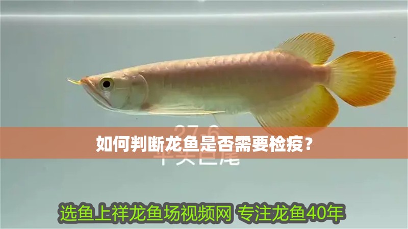 如何判斷龍魚是否需要檢疫？