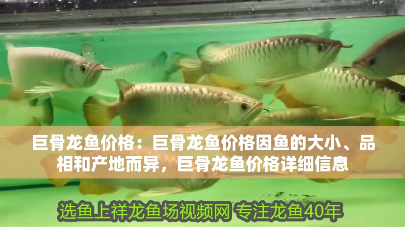 巨骨龍魚價格：巨骨龍魚價格因魚的大小、品相和產地而異，巨骨龍魚價格詳細信息