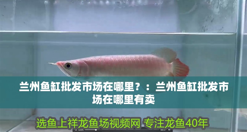 蘭州魚缸批發(fā)市場在哪里？：蘭州魚缸批發(fā)市場在哪里有賣