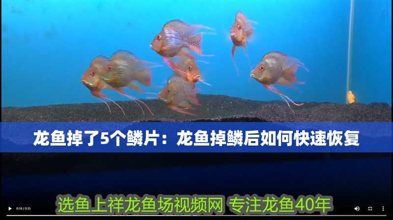 龍魚掉了5個鱗片：龍魚掉鱗后如何快速恢復