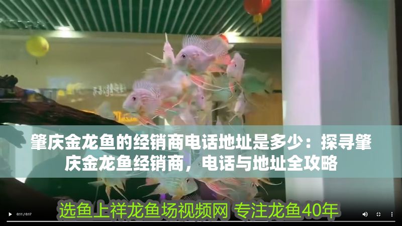 肇慶金龍魚的經銷商電話地址是多少：探尋肇慶金龍魚經銷商，電話與地址全攻略