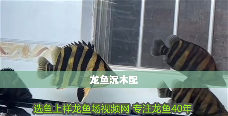 詳細閱讀:龍魚沉木配 龍魚沉木配