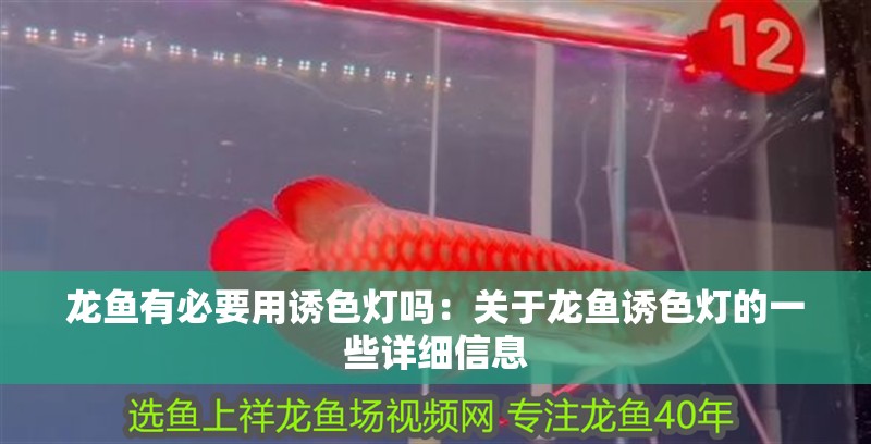 龍魚有必要用誘色燈嗎：關于龍魚誘色燈的一些詳細信息