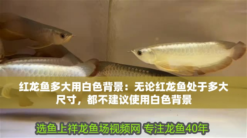 紅龍魚多大用白色背景：無論紅龍魚處于多大尺寸，都不建議使用白色背景