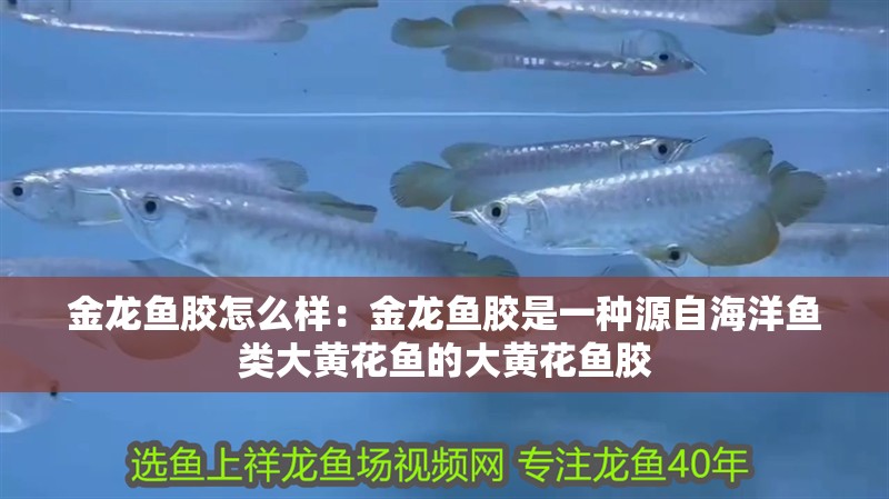 金龍魚膠怎么樣：金龍魚膠是一種源自海洋魚類大黃花魚的大黃花魚膠