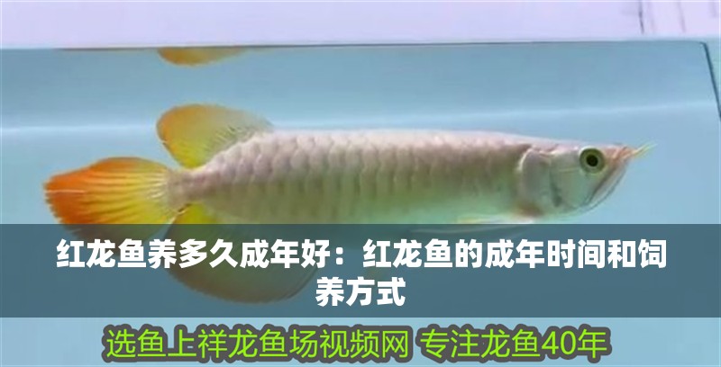 紅龍魚養(yǎng)多久成年好：紅龍魚的成年時間和飼養(yǎng)方式