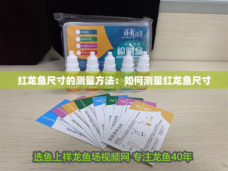 紅龍魚尺寸的測量方法：如何測量紅龍魚尺寸