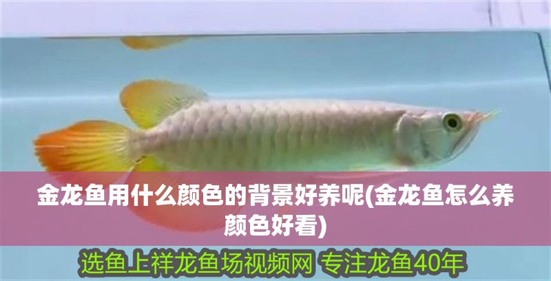金龍魚用什么顏色的背景好養呢(金龍魚怎么養顏色好看)