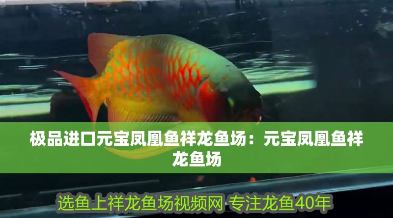 極品進(jìn)口元寶鳳凰魚祥龍魚場：元寶鳳凰魚祥龍魚場