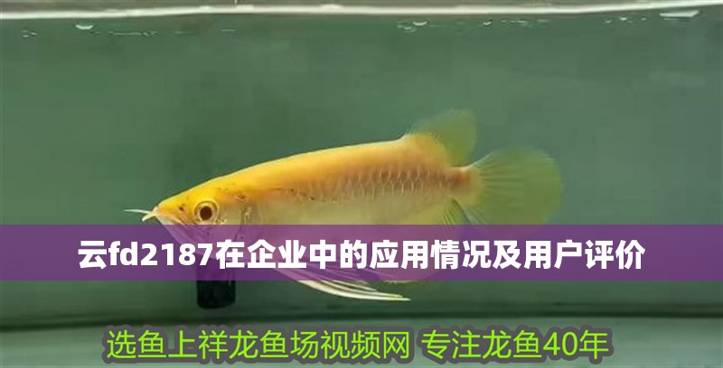云fd2187在企業中的應用情況及用戶評價